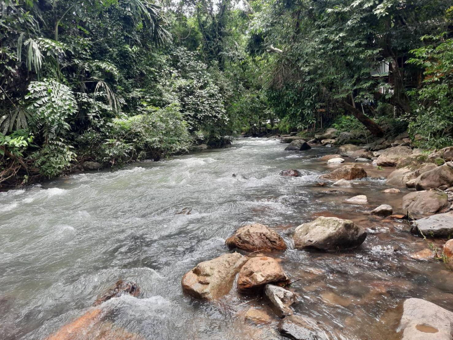 Tree Tops River Huts Khao Sok National Park エクステリア 写真
